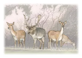 Illustration of a stag and three deer in a misty forest
