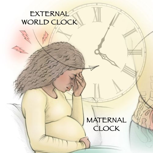 Illustration showing circadian clocks in mother, fetus, placenta, and brain