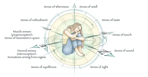 Illustration of a person curled up surrounded by labeled senses