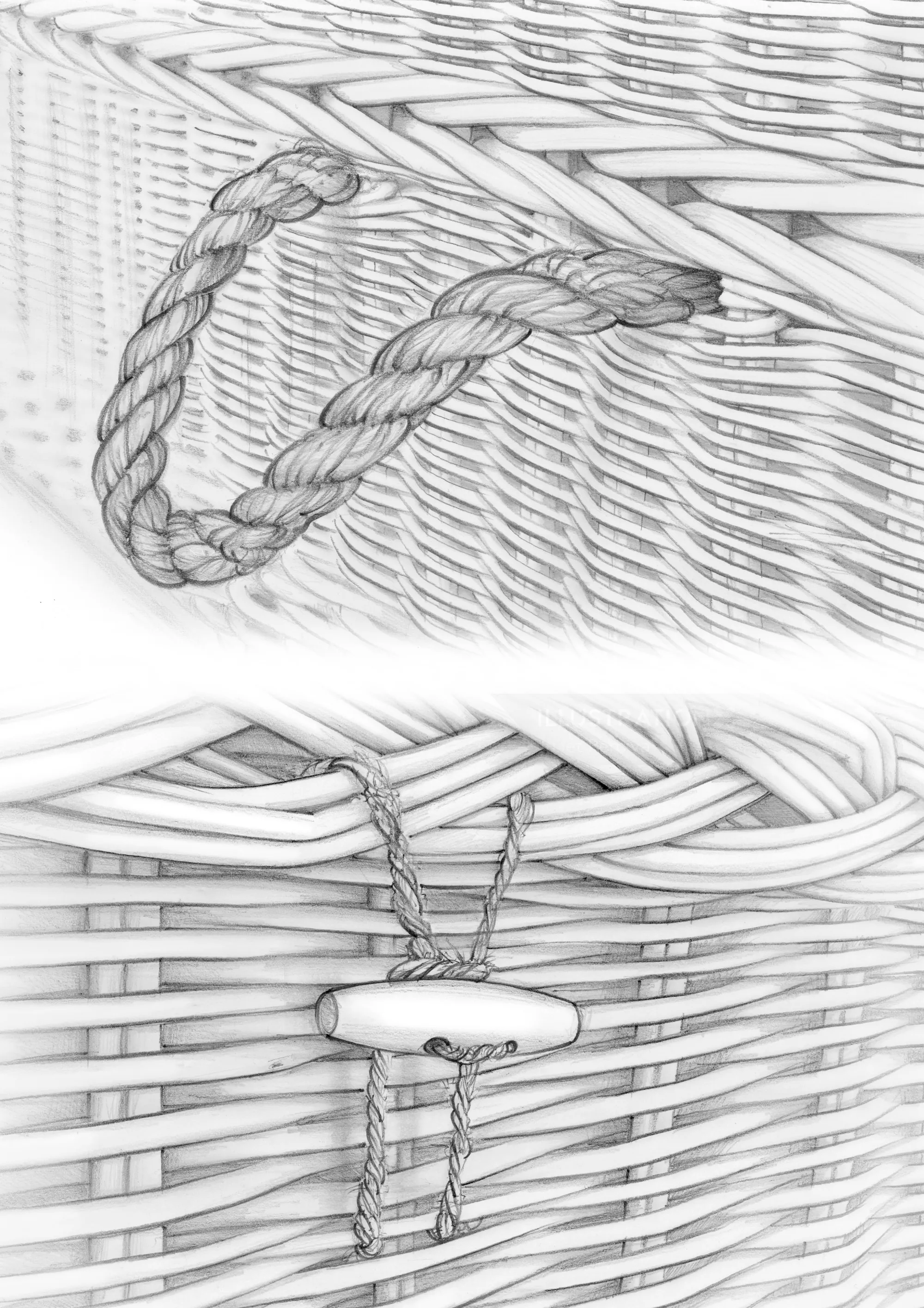 Pencil illustration of cane handle and chestnut fastener by Juliet Percival
