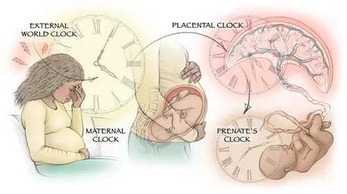 Illustration of maternal, placental, and prenatal circadian clocks by Juliet Percival