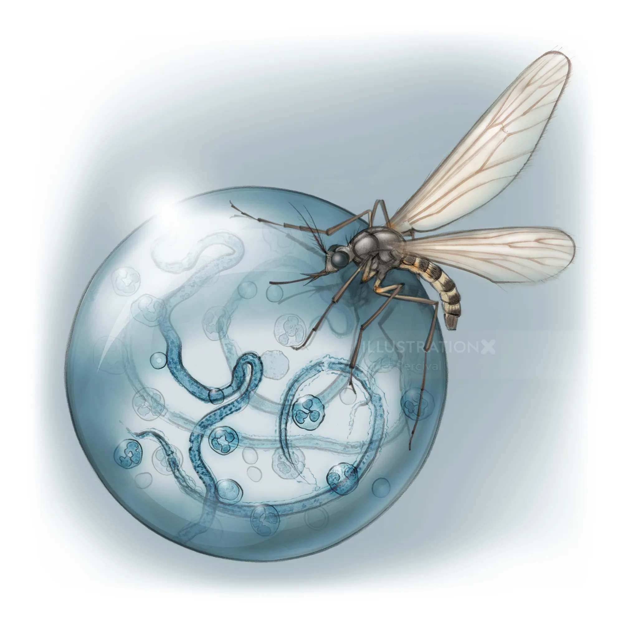 Illustration of mosquito and filarial worms inside a droplet by Juliet Percival