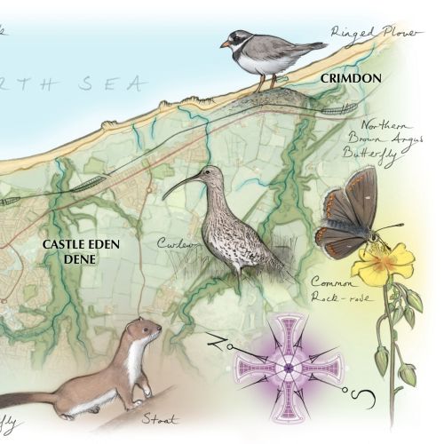 Illustrated coastal map showing wildlife and landmarks from Seaham to Crimdon by Juliet Percival