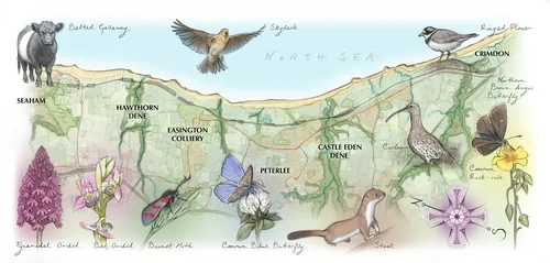 Illustrated coastal map showing wildlife and landmarks from Seaham to Crimdon by Juliet Percival