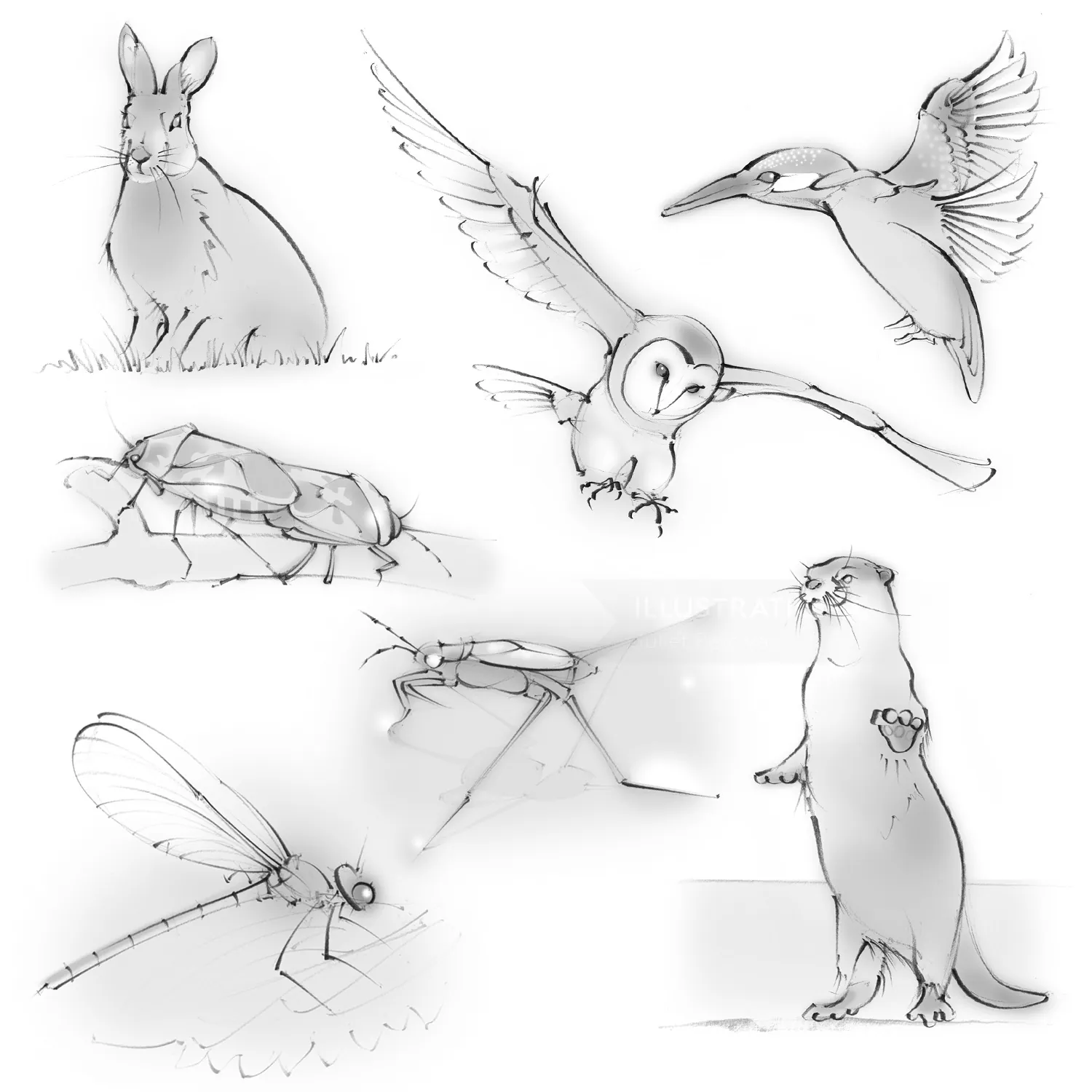 wildlife, wild animals, hare, owl, kingfisher, otter, dragonfly, pond skater