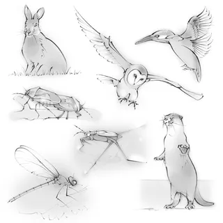 wildlife, wild animals, hare, owl, kingfisher, otter, dragonfly, pond skater