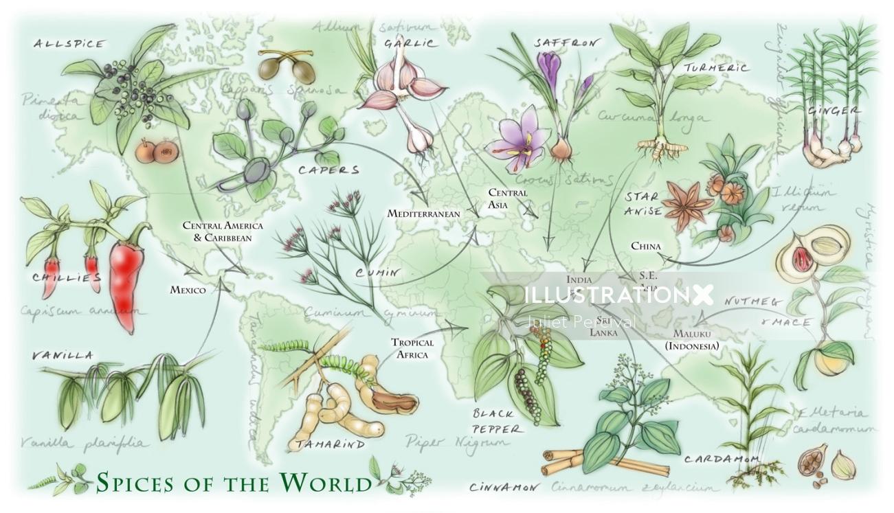 Kew Magazine Summer 2015 の「Spices of the World」マップ イラスト