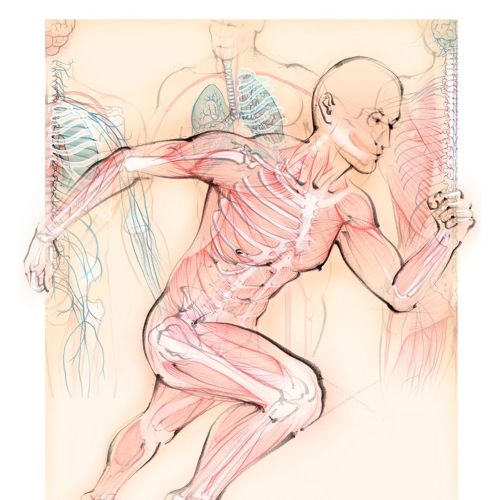 anatomy, running man, muscles, skeleton, bones, runner