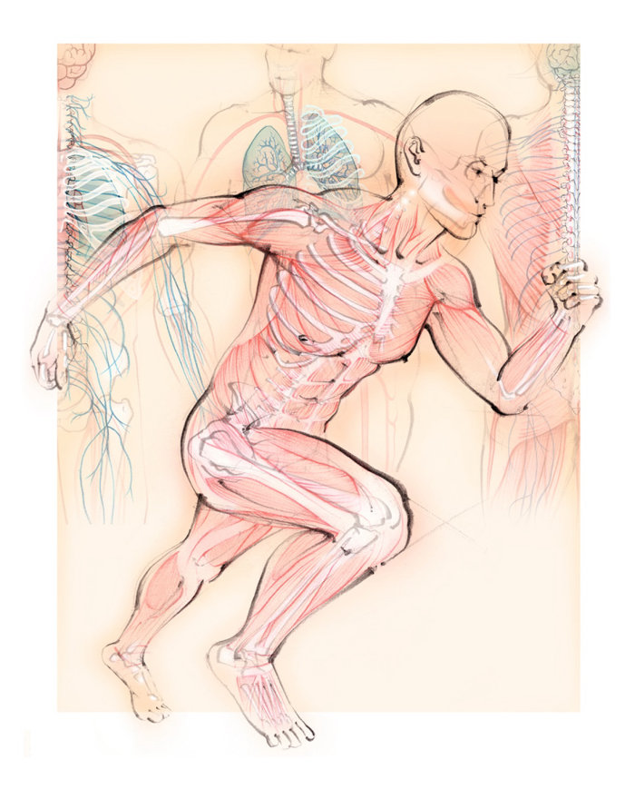 anatomy, running man, muscles, skeleton, bones, runner