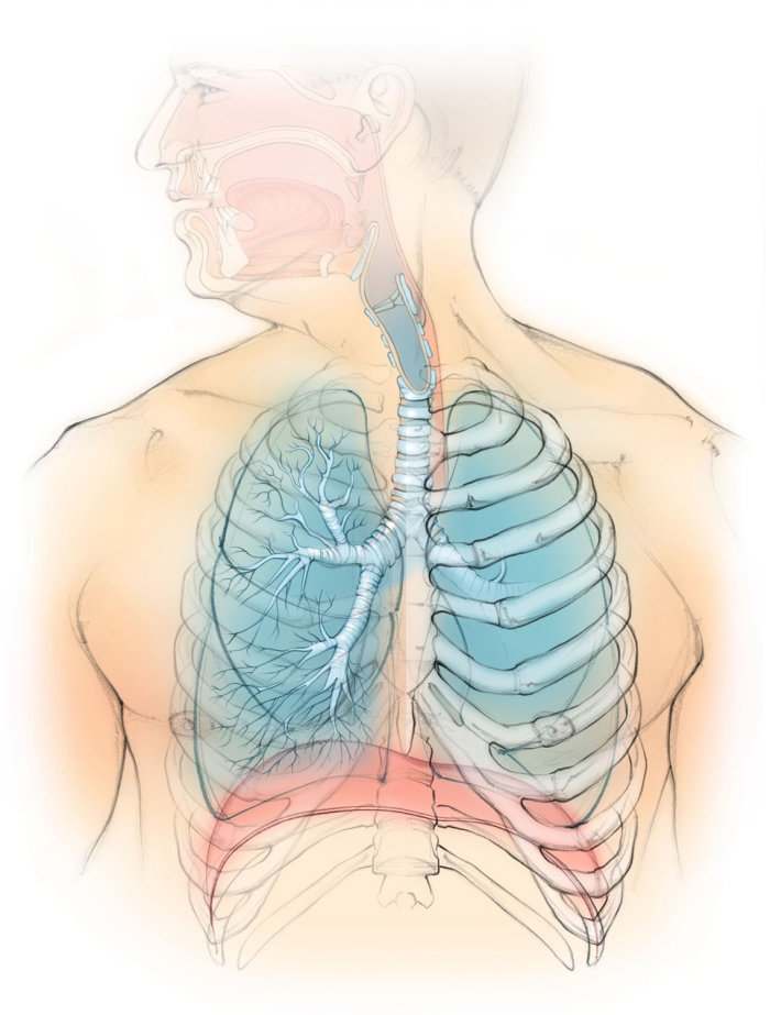 anatomie, poumons, diaphragme, cage thoracique, trachée, bronches,