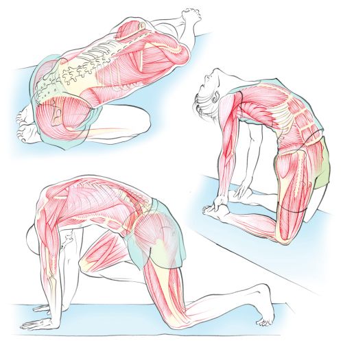 Juliet Percival Medical Sport & Fitness Illustrator from United Kingdom