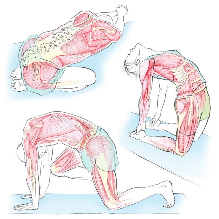 yoga, health, anatomy, camel pose, exercise, muscles