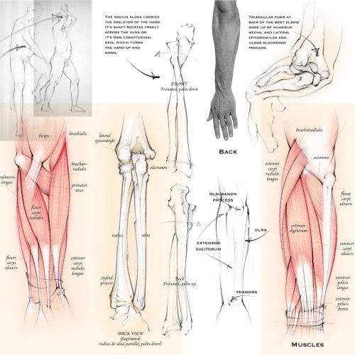 anatomy, forearm, radius, ulna, bones, muscles