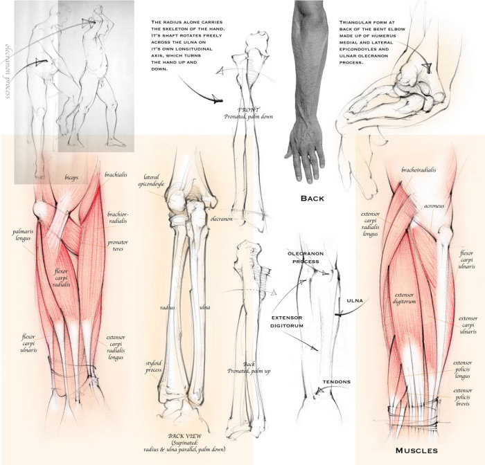 anatomie, avant-bras, radius, ulna, os, muscles