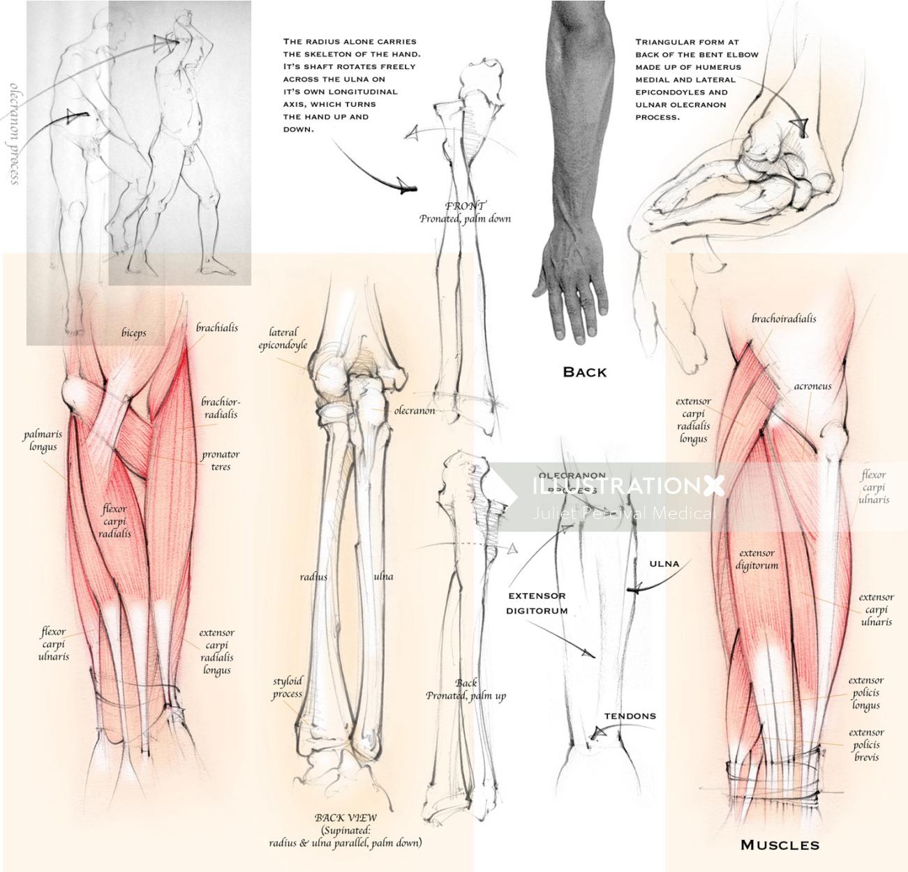 anatomie, avant-bras, radius, ulna, os, muscles