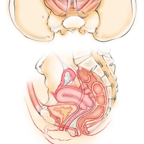 anatomy, female, pelvic floor, muscles, uterus, bladder, pelvis