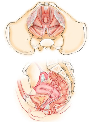 anatomia, fêmea, assoalho pélvico, músculos, útero, bexiga, pélvis