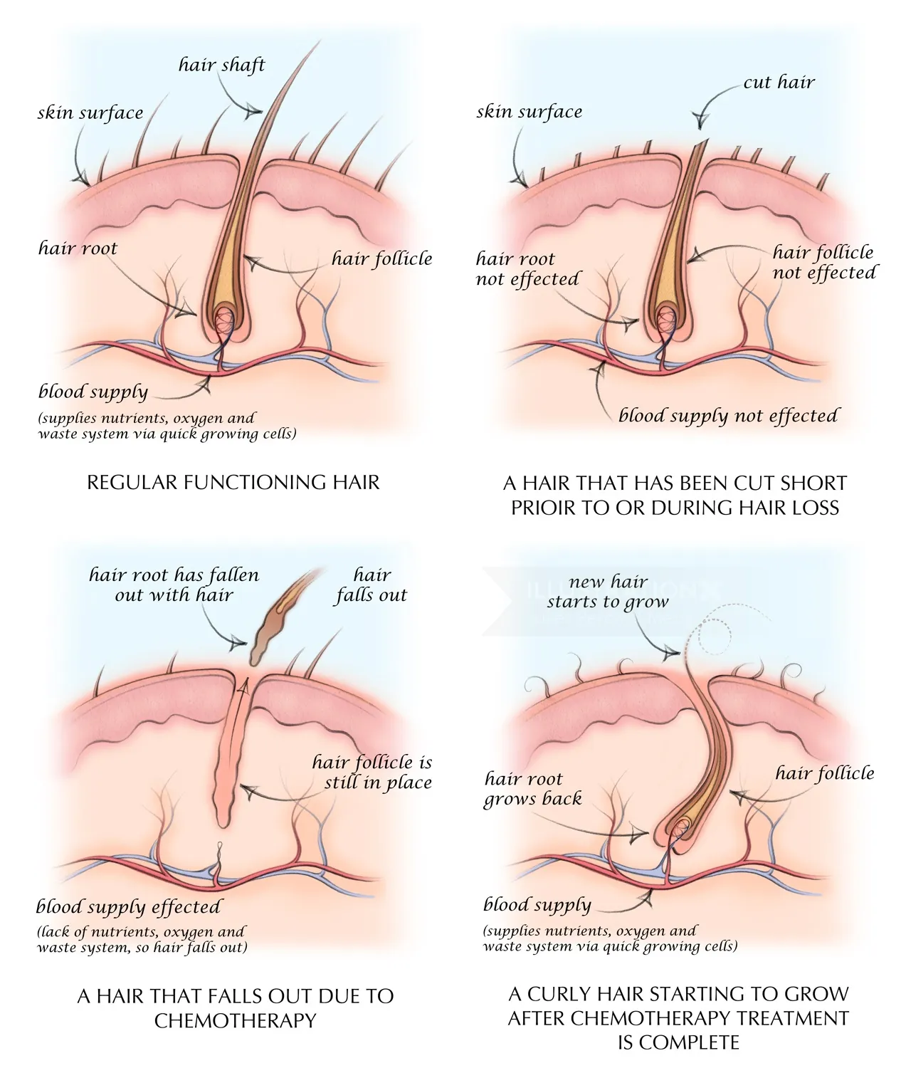 hair follicle, anatomy, hair growth, hair shaft, hair root