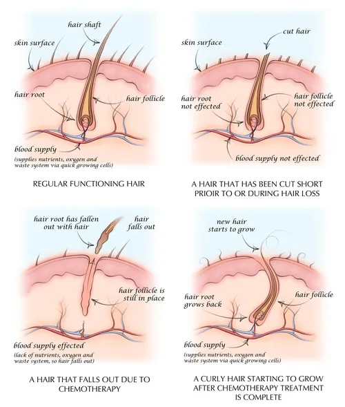 hair follicle, anatomy, hair growth, hair shaft, hair root