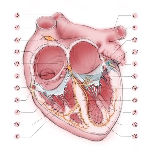 heart, atria, ventricle, aorta, appendage, mitral valve, tricuspid valve, anatomy