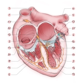 cœur, oreillettes, ventricule, aorte, appendice, valvule mitrale, valvule tricuspide, anatomie