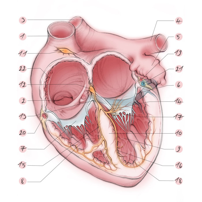 cœur, oreillettes, ventricule, aorte, appendice, valve mitrale, valve tricuspide, anatomie