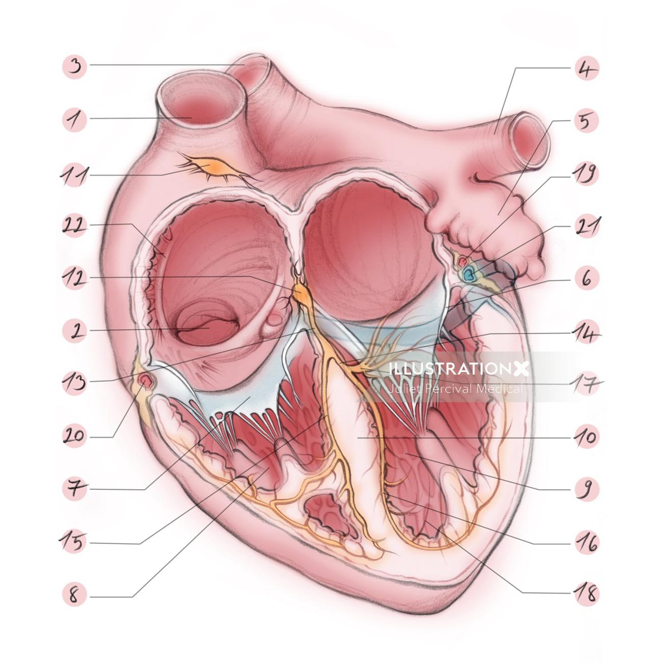 cœur, oreillettes, ventricule, aorte, appendice, valve mitrale, valve tricuspide, anatomie