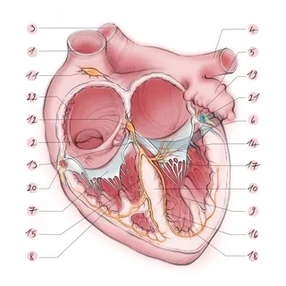 heart, atria, ventricle, aorta, appendage, mitral valve, tricuspid valve, anatomy