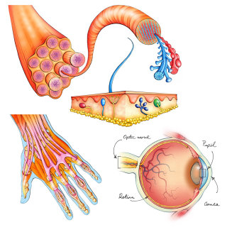 fibras musculares, retina, sensores cutáneos, pupila, ojo, córnea, nervio óptico, globo ocular