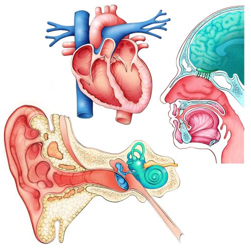 anatomy, medical, heart, atria, ventricles, ear, cochlea, nasal cavities, tongue