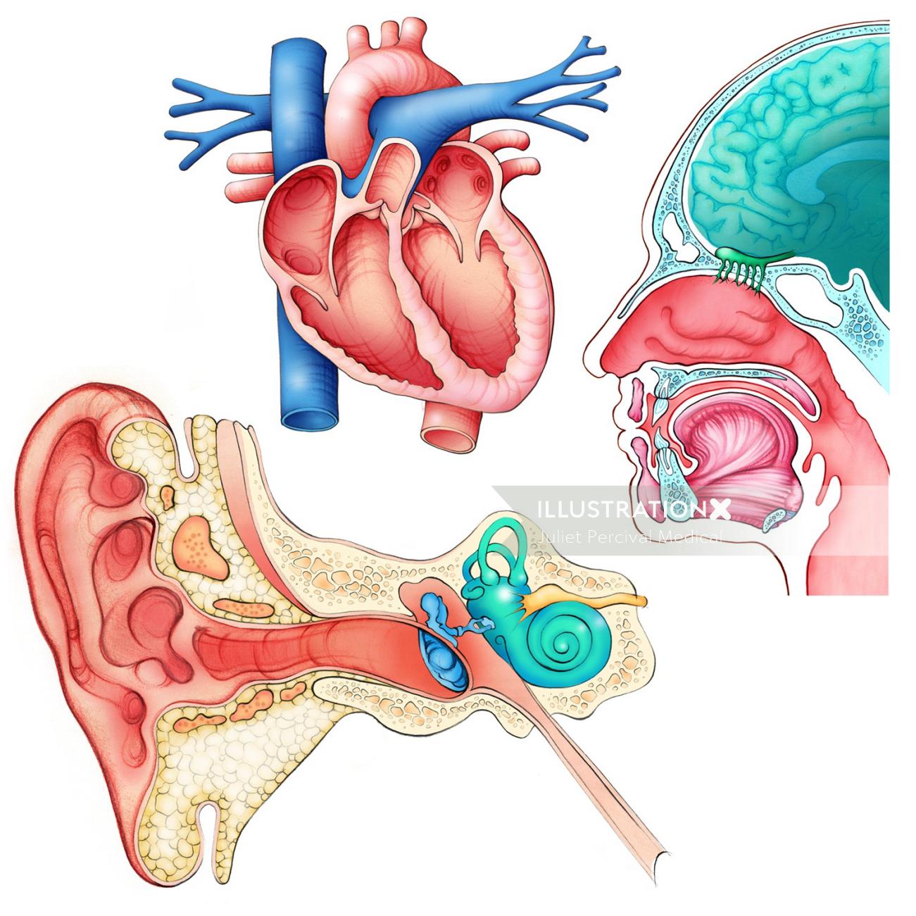 anatomie, médical, cœur, oreillettes, ventricules, oreille, cochlée, fosses nasales, langue