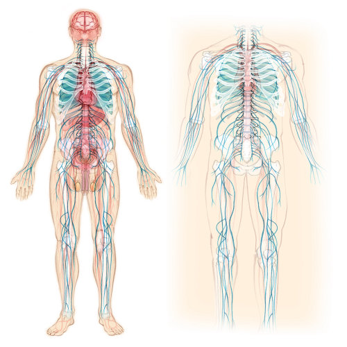 解剖，骨骼，循环，血管，神经系统，骨骼，胃
