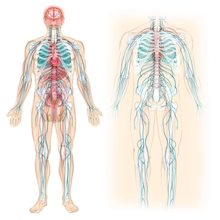 Anatomie, squelette, circulation, vaisseaux sanguins, système nerveux, os, estomac