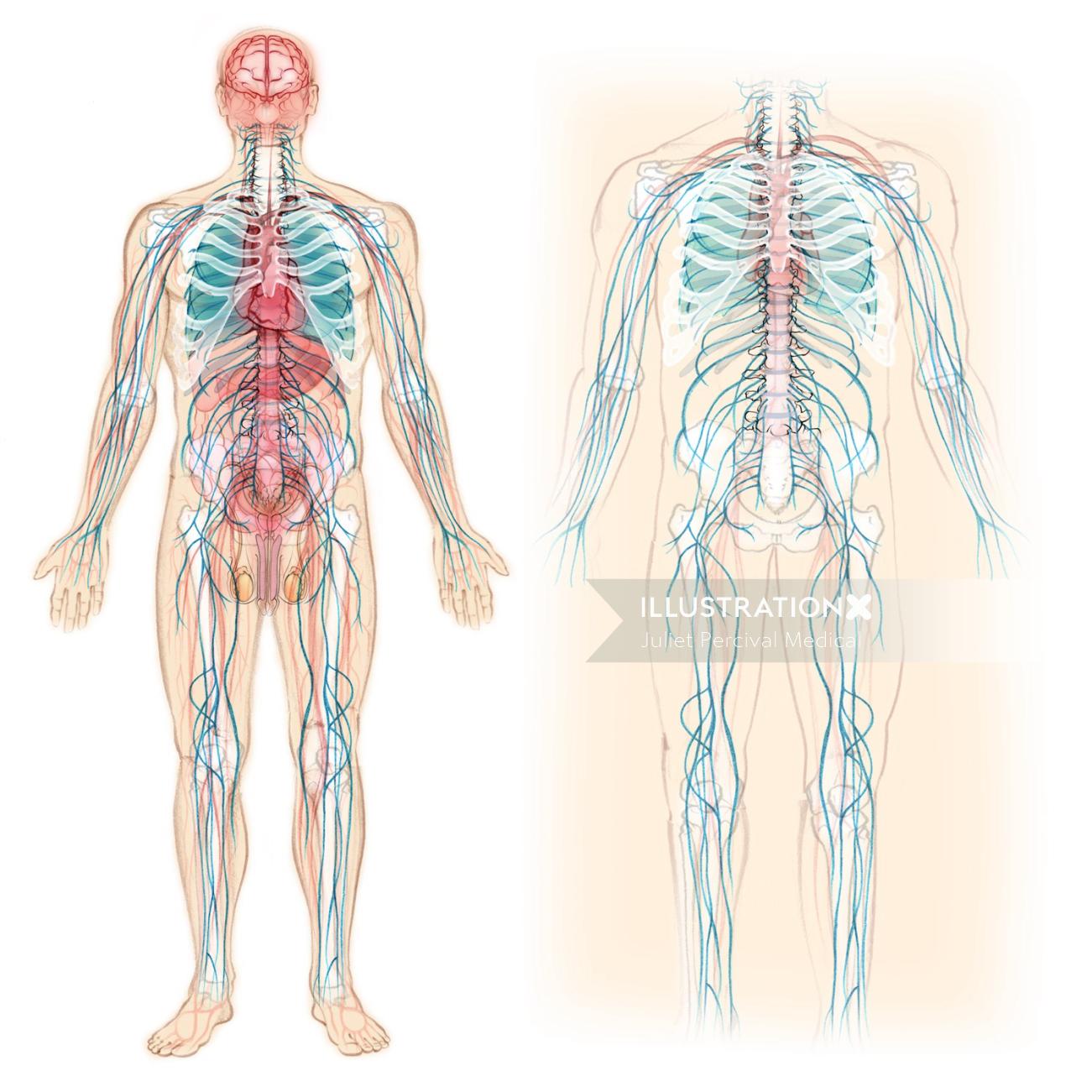Anatomie, squelette, circulation, vaisseaux sanguins, système nerveux, os, estomac