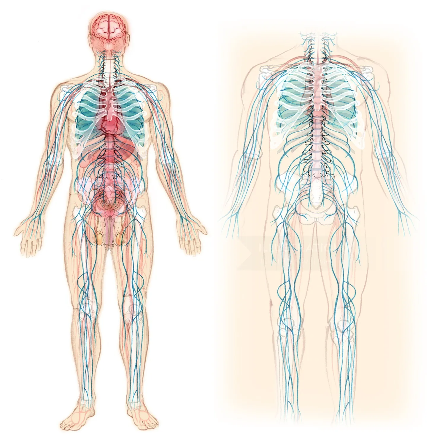 Anatomy, skeleton, circulation, blood vessels, nervous system, bones, stomach