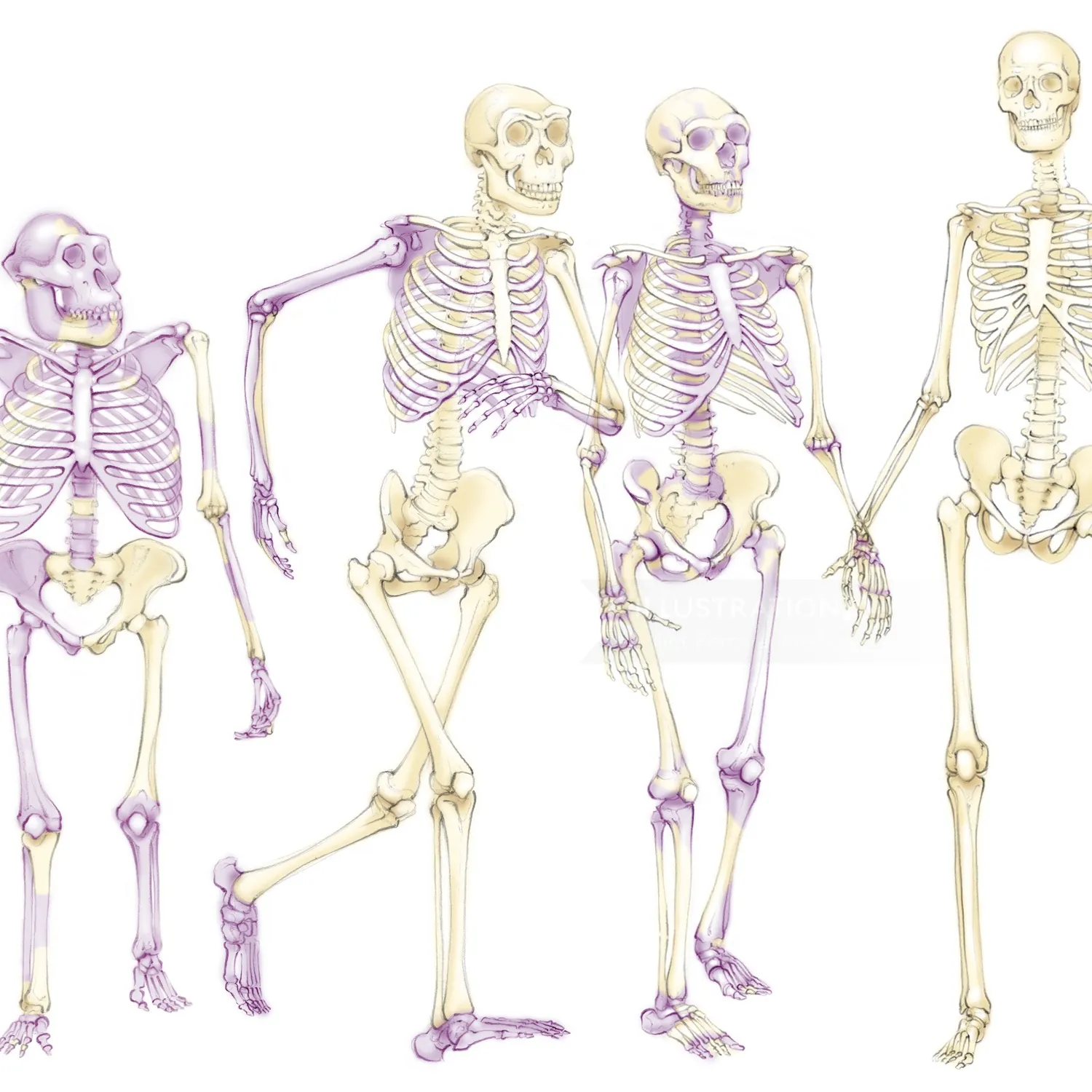 skeletons, evolution, hominids, ancestors