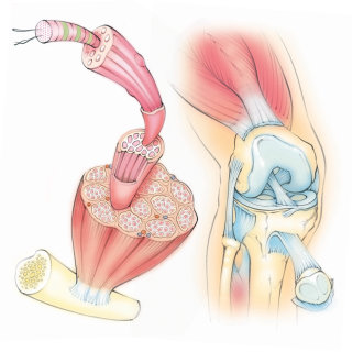 articulação do joelho, fêmur, tíbia, patela, fibras musculares, cartilagem articular, ligamento colateral