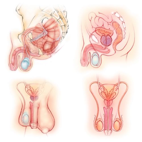 anatomy, male, reproductive organs, pelvic floor muscles, penis, prostate