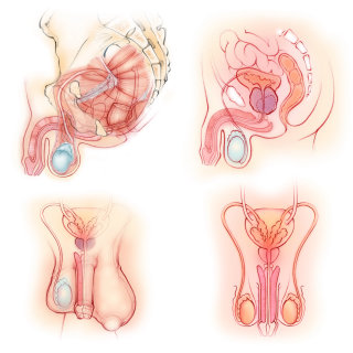 anatomía, masculino, órganos reproductivos, músculos del suelo pélvico, pene, próstata