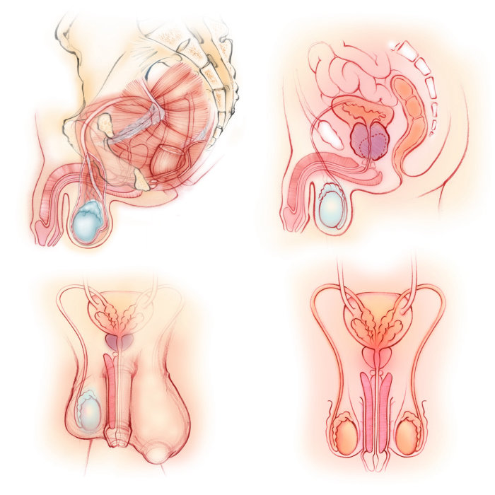 anatomie, mâle, organes reproducteurs, muscles du plancher pelvien, pénis, prostate