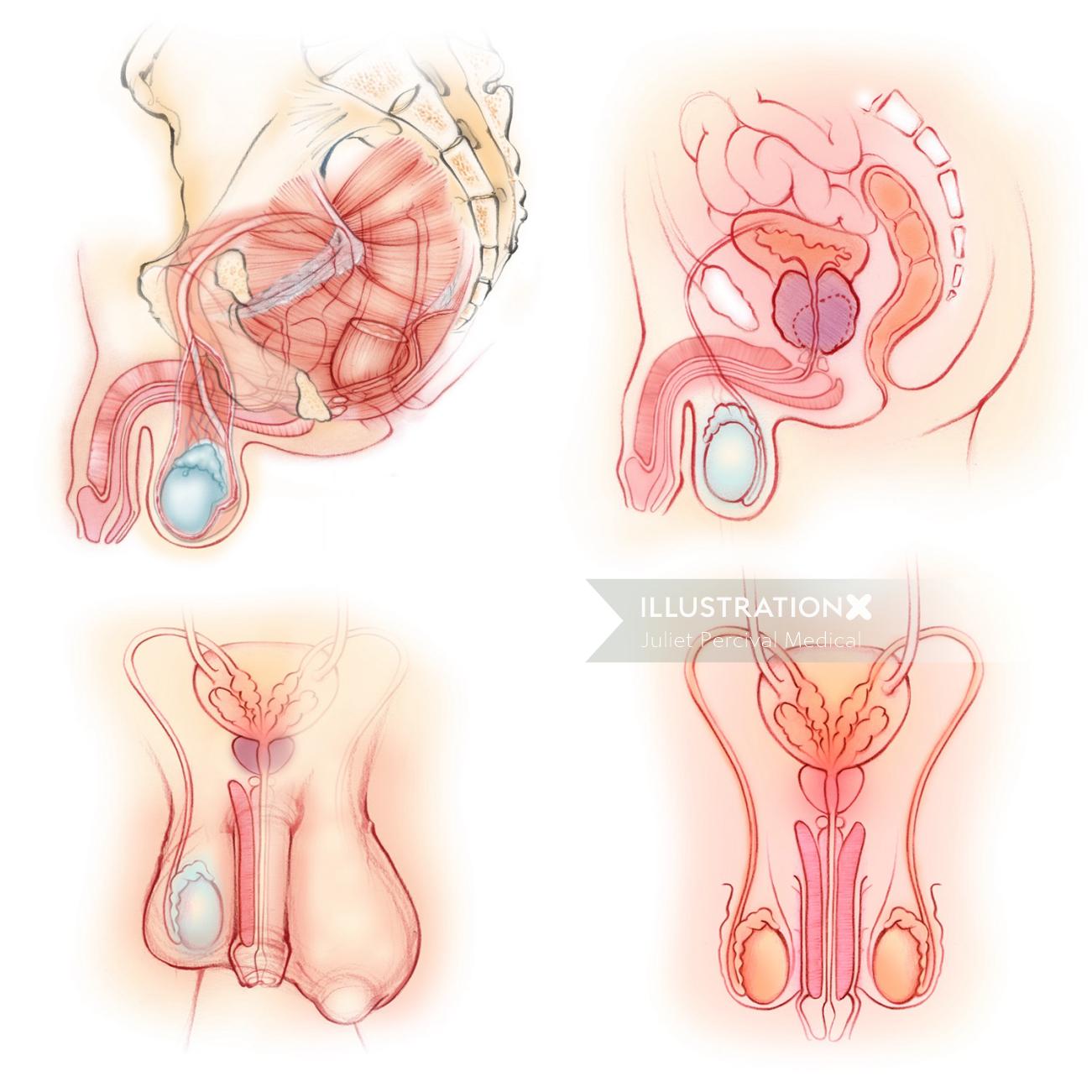 Male Pelvic Floor Muscles and Reproductive Organs | Illustration by Juliet  Percival Medical