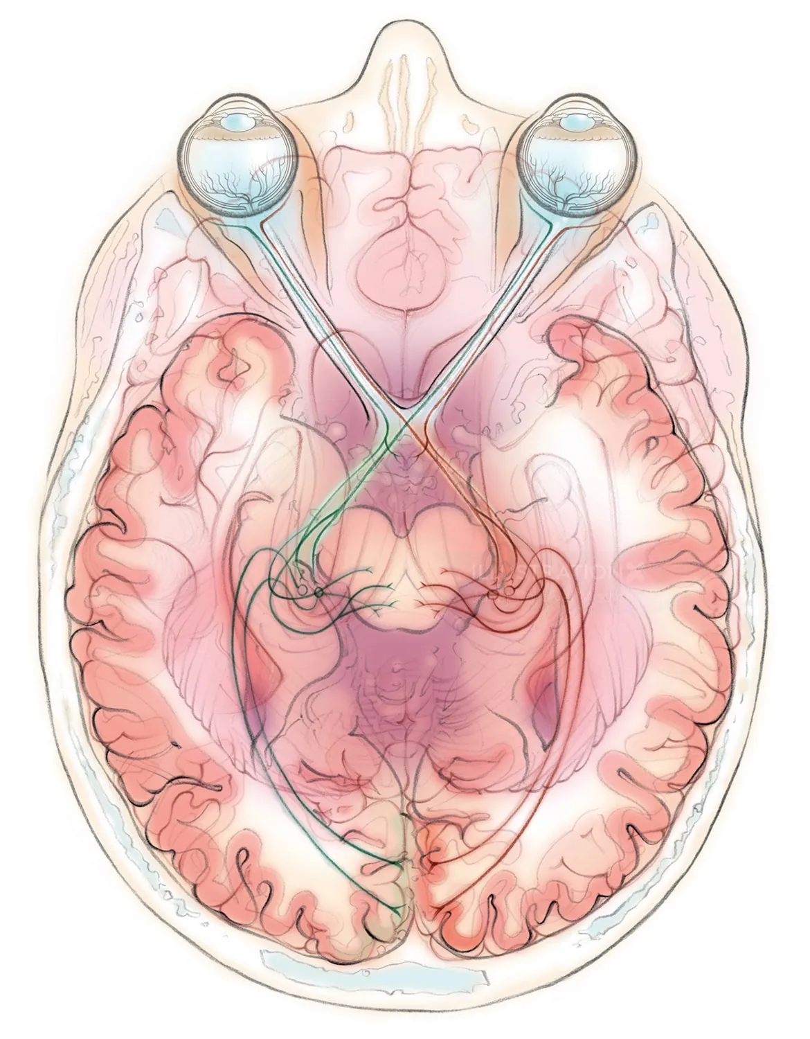 visual pathway, brain, optic nerve, optic radiations, retina