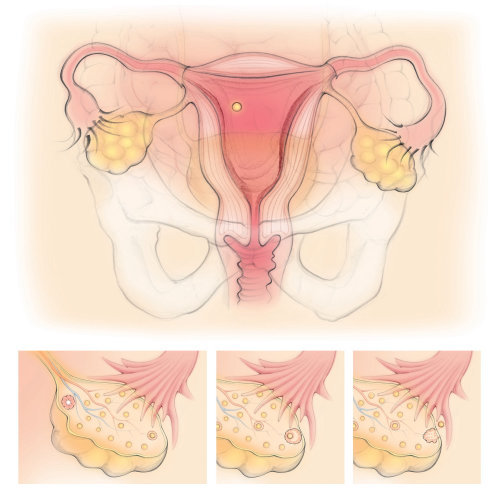 排卵，卵巢，卵泡，输卵管，子宫，骨盆，子宫，女性生殖器官