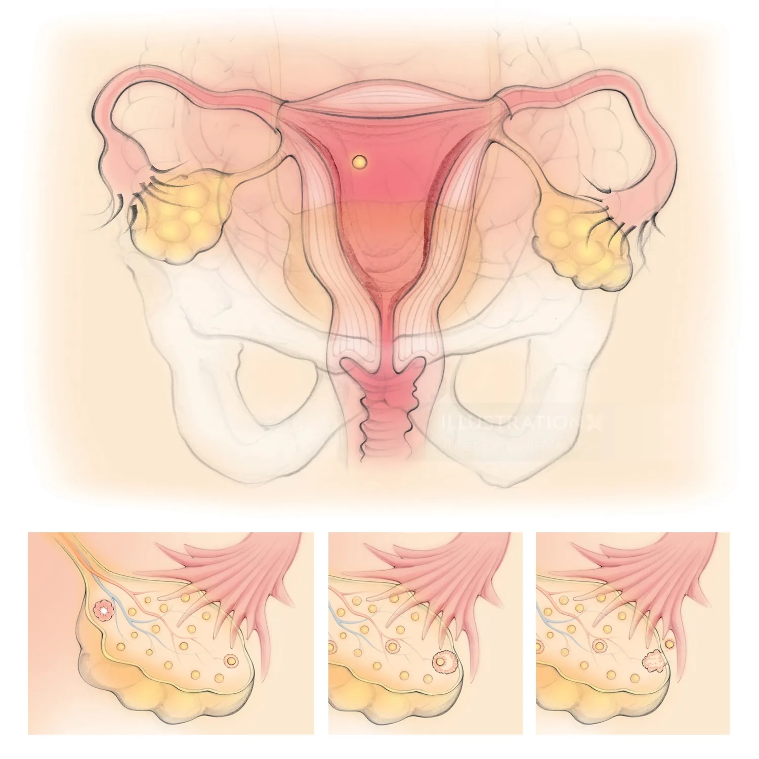 ovulation, ovary, follicle, fallopian tubes, uterus, pelvis, womb, female reproductive organs