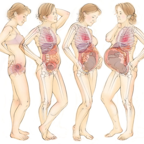 anatomie, grossesse, bébé, femme, utérus