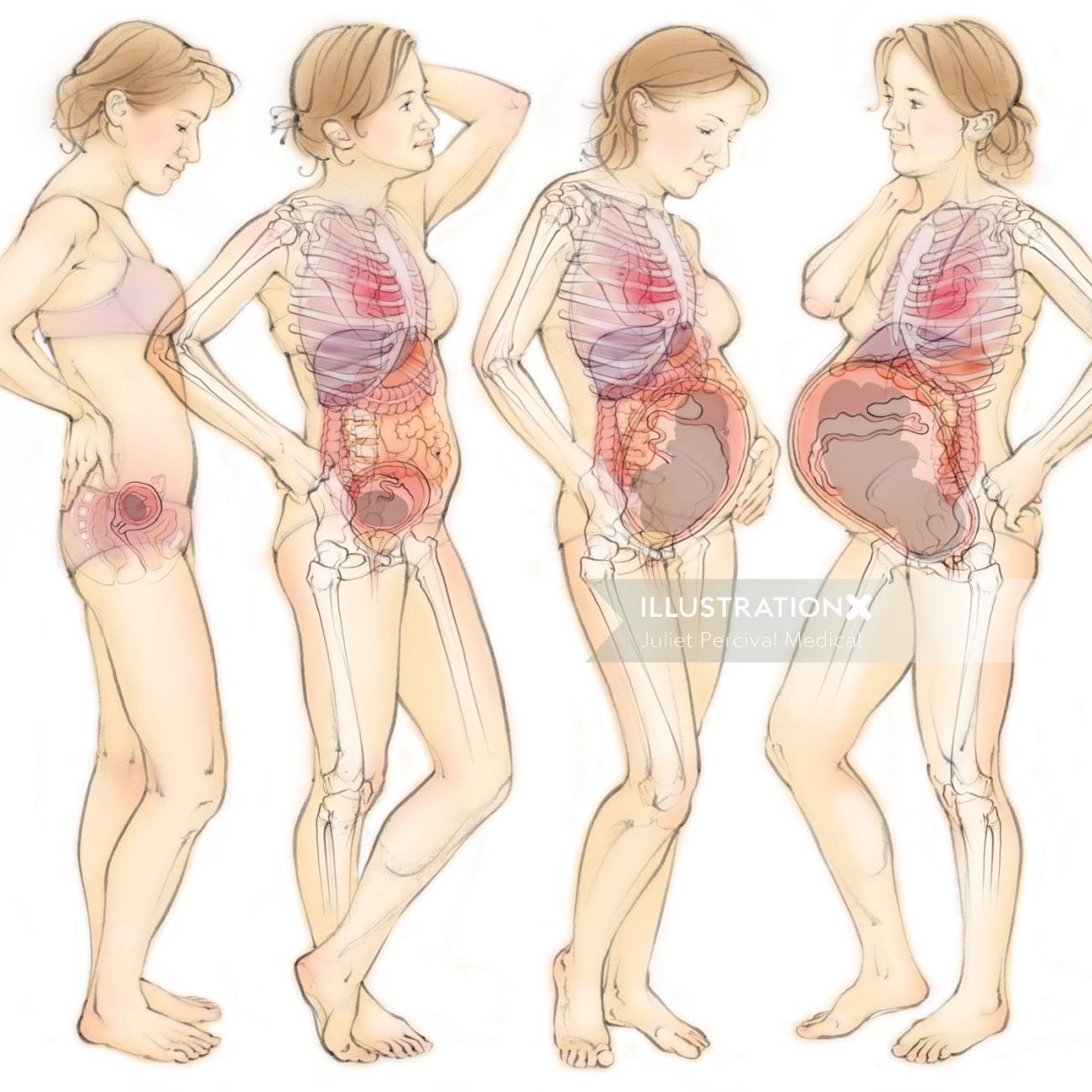 解剖学、妊娠、赤ちゃん、女性、子宮