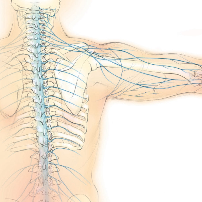 spinal nerves, anatomy, spine, shoulder blade, scapula, back