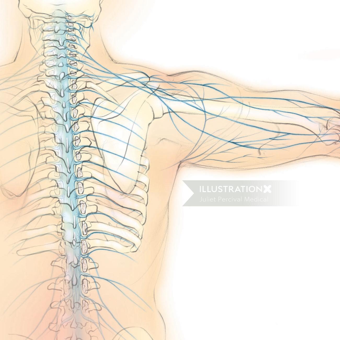脊髄神経、解剖学、脊椎、肩甲骨、肩甲骨、背中