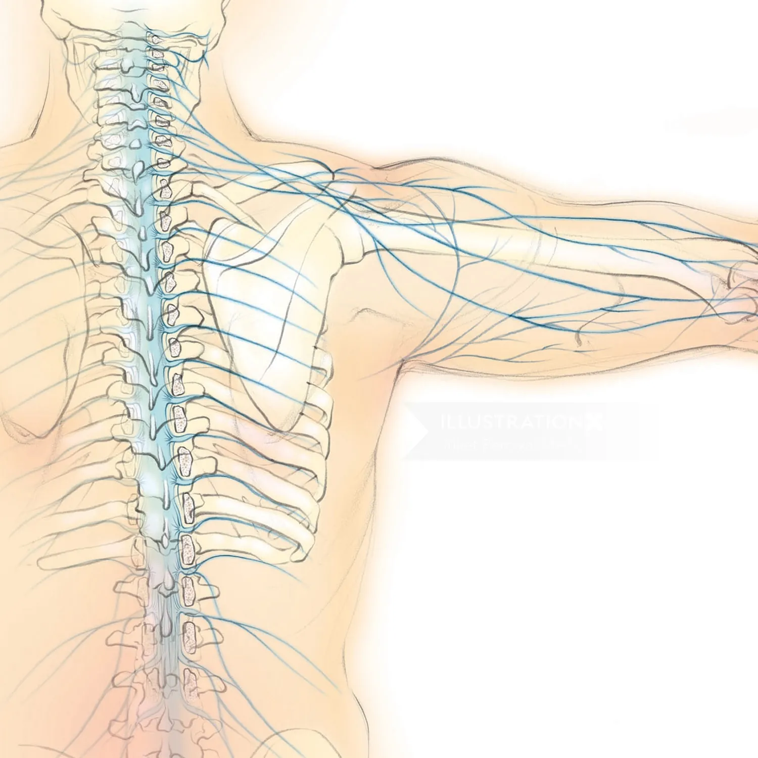 spinal nerves, anatomy, spine, shoulder blade, scapula, back