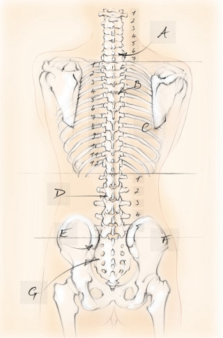 anatomía, esqueleto, columna vertebral, vértebras, huesos, omóplatos